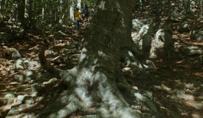 FOLIAGE_0124_FINAL_FINAL_NO_SUBTITLE.00_15_09_04.Still013