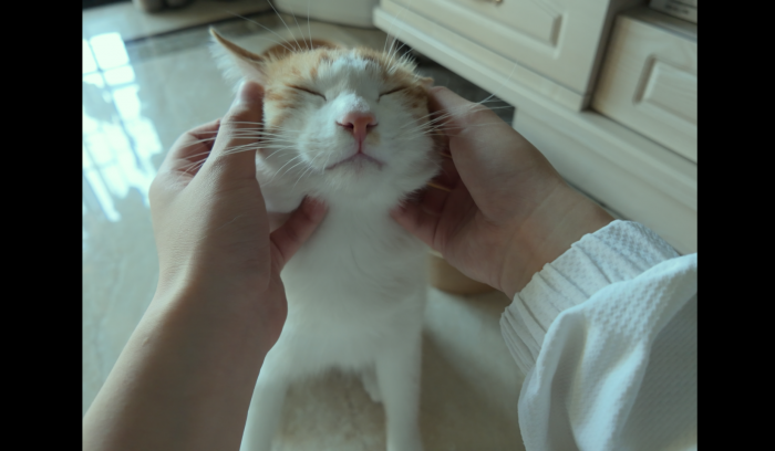 我的猫有分离焦虑剧照